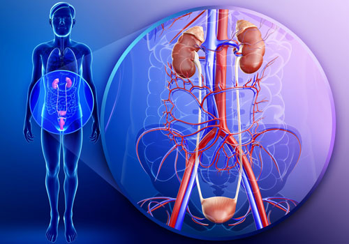 Сеанс диагностики и оздоровления мочеполовой системы